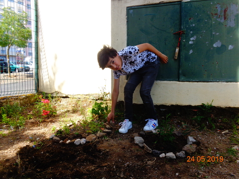 O aluno está a construir uma proteção à volta dos pés de salsa (com sementes), que irão dar novas plantinhas.